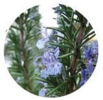 Essência Alecrim Vela 100 ml - Imagem 2